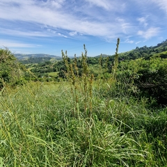 Cymbopogon nardus