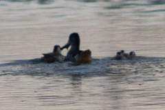 Malacorhynchus membranaceus