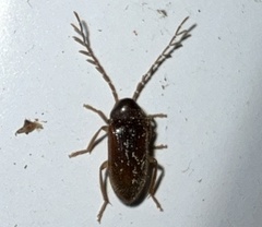 Ptilodactyla