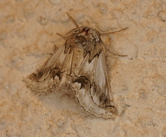 Phaselia deliciosaria