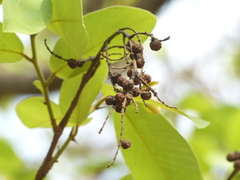Bridelia retusa