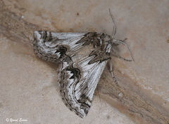 Phaselia deliciosaria