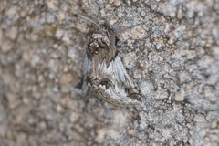 Phaselia deliciosaria