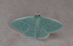 Phaiogramma faustinata