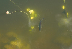 Micropterus floridanus