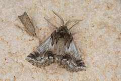 Phaselia deliciosaria