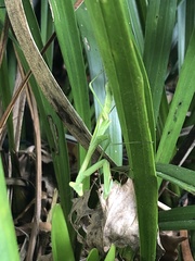 Pseudomantis albofimbriata