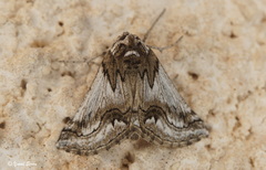 Phaselia deliciosaria