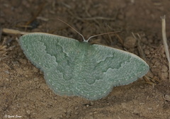 Phaiogramma faustinata