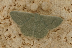 Phaiogramma faustinata