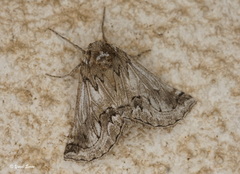 Phaselia deliciosaria