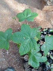 Cochlospermum religiosum