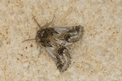 Phaselia deliciosaria