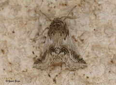 Phaselia deliciosaria