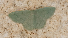 Phaiogramma faustinata
