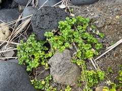 Apium prostratum filiforme