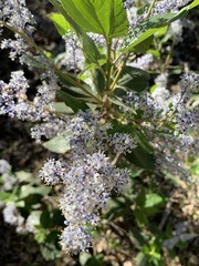 Ceanothus arboreus