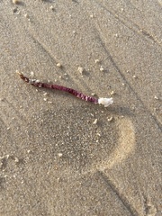 Megabalanus tintinnabulum