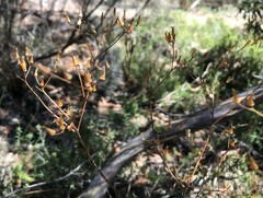 Senecio picridioides