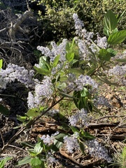 Ceanothus arboreus