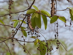 Bridelia retusa