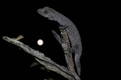 Strophurus williamsi