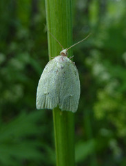 Tortrix viridana