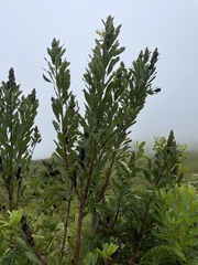 Laurophyllus capensis