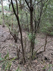 Callistachys lanceolata
