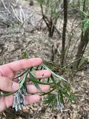 Callistachys lanceolata