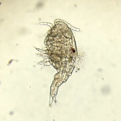 Neocopepoda