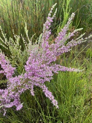 Erica uberiflora