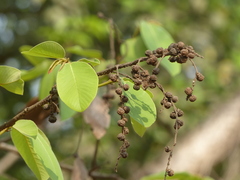 Bridelia retusa