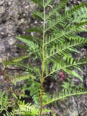 Pteris epaleata