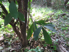 Daphnopsis racemosa