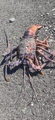 Panulirus inflatus