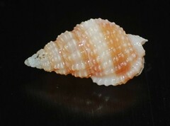 Nassarius collarius