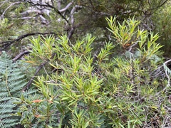 Leucopogon australis