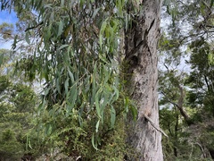 Eucalyptus nitida