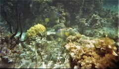 Holacanthus ciliaris