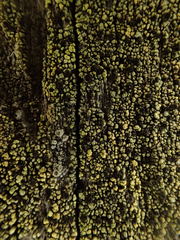 Calicium pinicola