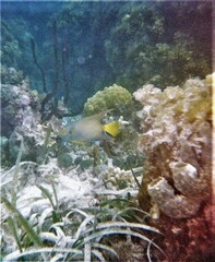 Holacanthus ciliaris