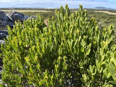 Acacia mucronata dependens