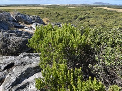 Acacia mucronata dependens