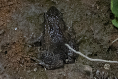 Crinia parinsignifera