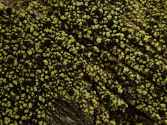 Calicium pinicola