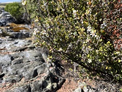 Leptospermum glaucescens
