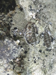 Acanthopleura