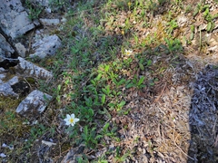 Dryas viscosa