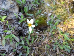 Dryas viscosa